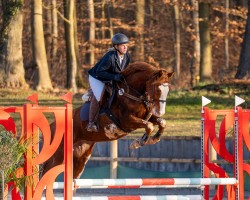 Zuchtstute Golden Pleasure KB (Deutsches Reitpferd, 2019, von Goldfever 3)