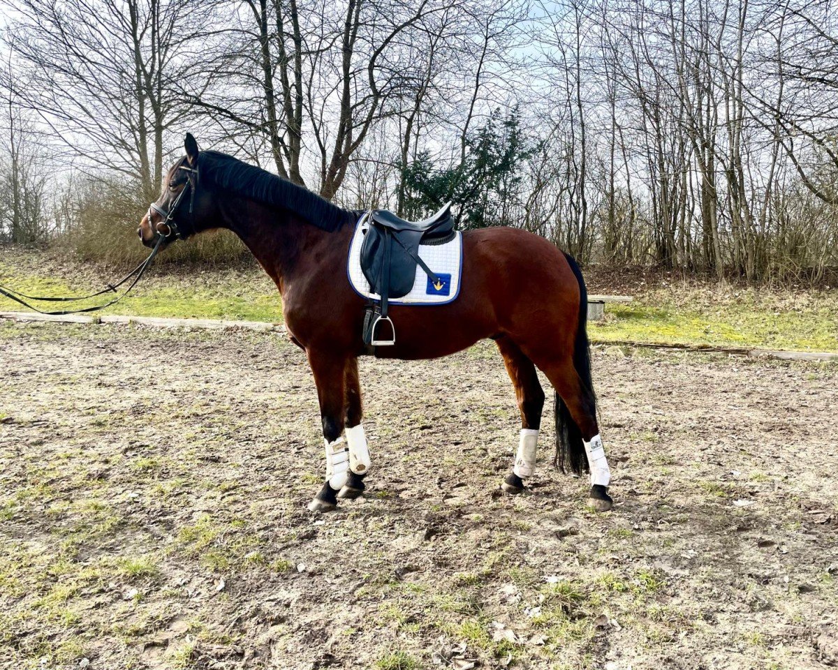 Pferd Fouché (Trakehner, 2014, von Impetus)