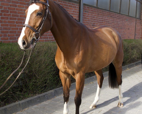 jumper Cardeja C. (Oldenburg show jumper, 2021, from High Level 7)