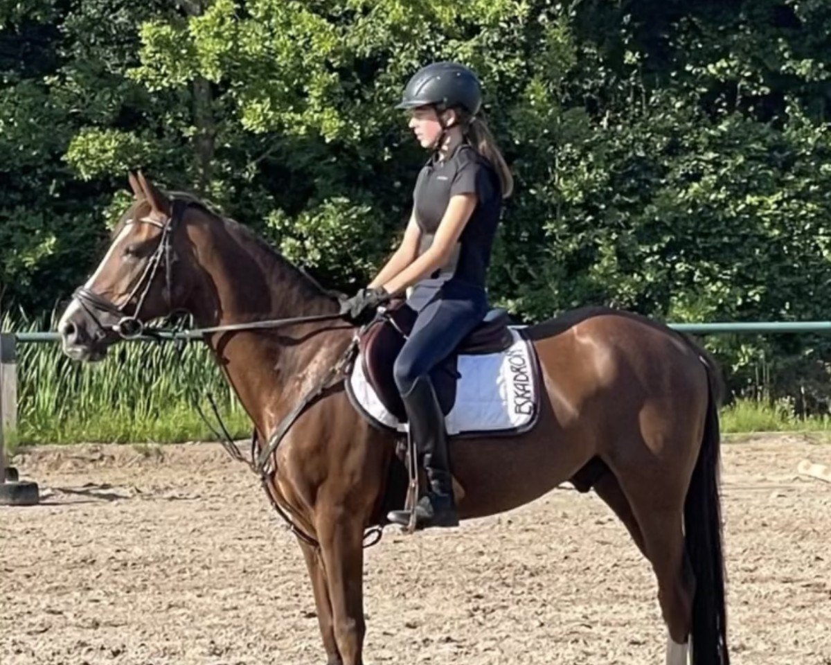 dressage horse Donnerhall's Dante W (German Riding Pony, 2009, from Der Kleine Donnerhall W)