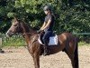 dressage horse Donnerhall's Dante W (German Riding Pony, 2009, from Der Kleine Donnerhall W)