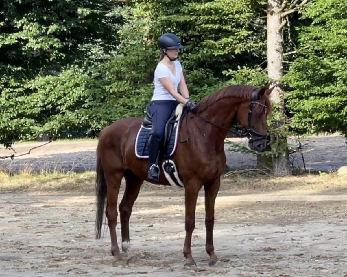 dressage horse Bon Coeur Bentley (Oldenburg, 2016, from Bordeaux 28)