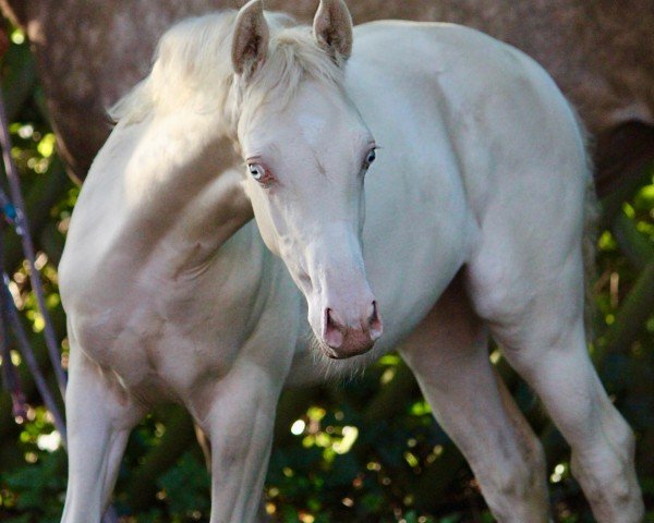 foal by Golden Promise HL (German Riding Pony, 2024, from Golden Grey NRW)