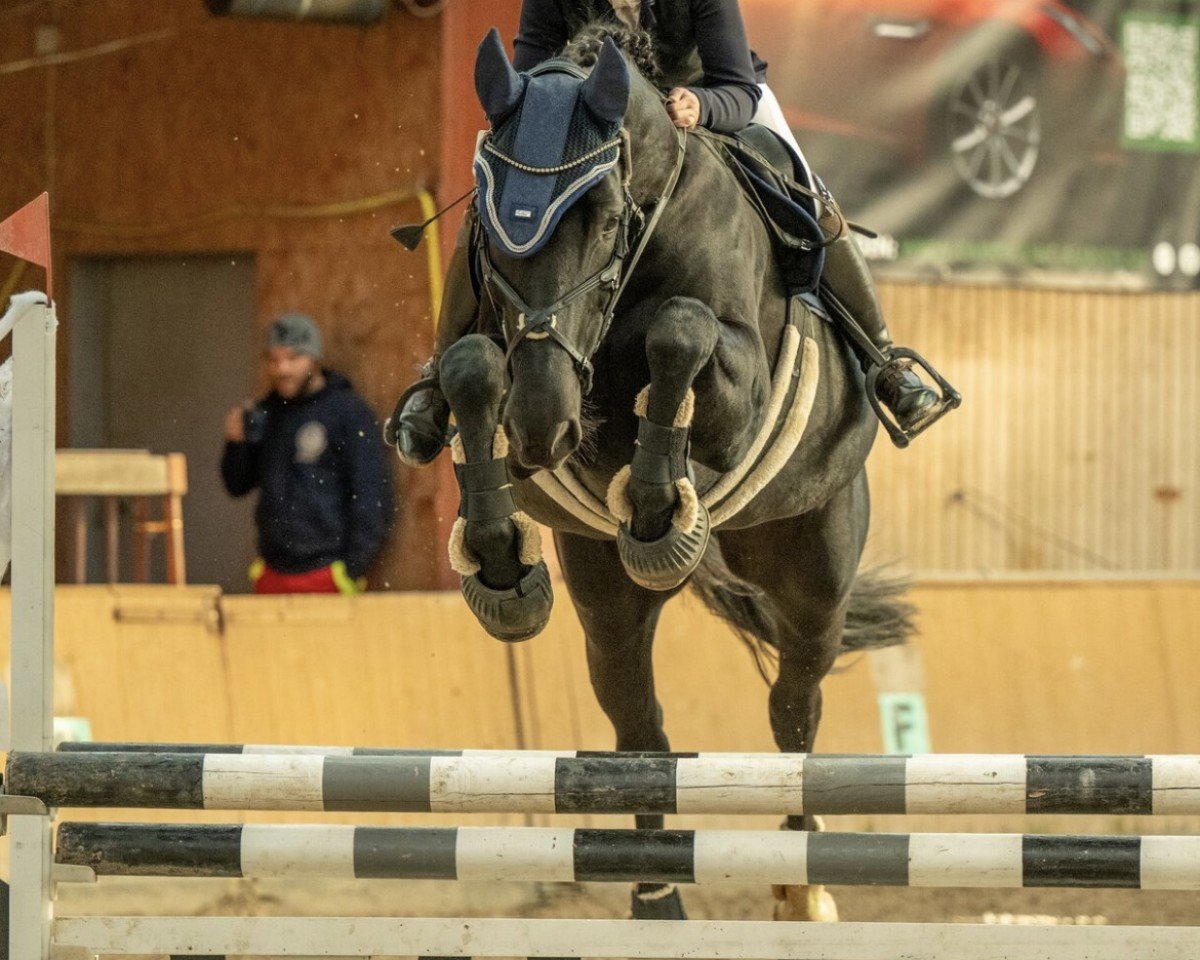 Springpferd Amazing Cormain (Holsteiner, 2012, von Cormint)