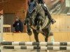jumper Amazing Cormain (Holsteiner, 2012, from Cormint)