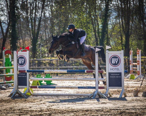 jumper Vilja la vida (Hanoverian, 2019, from Viscount 22)