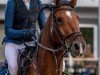 jumper Carebis S (Hanoverian, 2016, from Carebis)