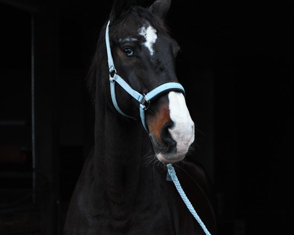 dressage horse Calle kann's (Westphalian, 2005, from Charisma)