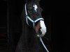 dressage horse Calle kann's (Westphalian, 2005, from Charisma)