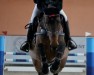 jumper Nenchidee (KWPN (Royal Dutch Sporthorse), 2018, from Diamant de Semilly)