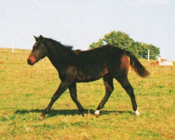 horse Sotheby (Quarter Horse, 1997, from Smooth Move Tari)