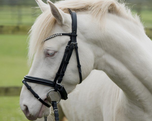 Dressurpferd Gitano SD (Deutsches Reitpony, 2022, von Gamble Sd)