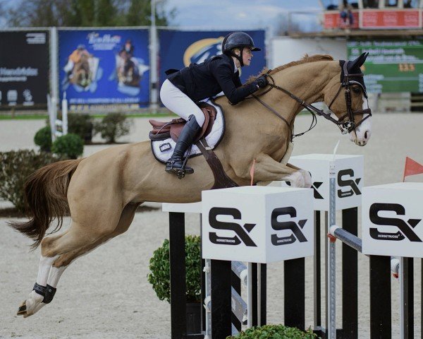 jumper Quivaldi van de Brouwershoeve (Belgian Warmblood, 2016, from De Flor 111 Z)