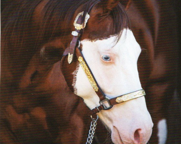 horse CSG Wishbeshooter (Quarter Horse, 2014, from Colonels Shining Gun)
