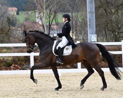 dressage horse Charly 1670 (Holsteiner, 2014, from Carantas)