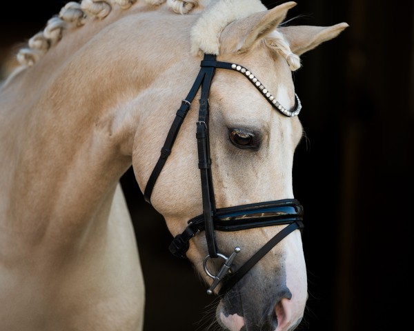 Deckhengst What a Beauty 5 (Deutsches Reitpony, 2019, von Kastanienhof Donnertrommler)