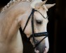 stallion Wischhoffs Dooley's (German Riding Pony, 2019, from Kastanienhof Donnertrommler)