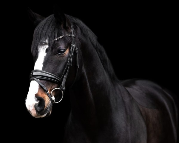 jumper Flash Magic 3 (Hanoverian, 2020, from Fürst Belissaro)