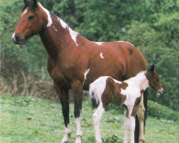 broodmare Smart Chica Lena (Paint Horse, 1992, from Smart Chic Olena)
