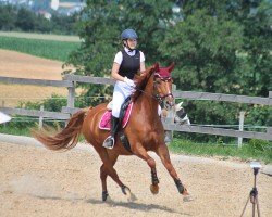 dressage horse Faery Queen (Austrian Warmblood, 2015)
