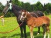 dressage horse Verdi M (Sachs-door. Heavy Warmbl., 2012, from Volontär)