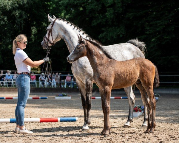 broodmare Hylaila (Holsteiner, 2015, from Cormint)