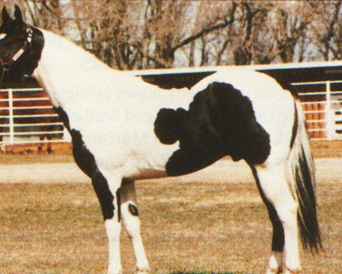 stallion Fairbars (Paint Horse, 1987, from Skip N Lad)