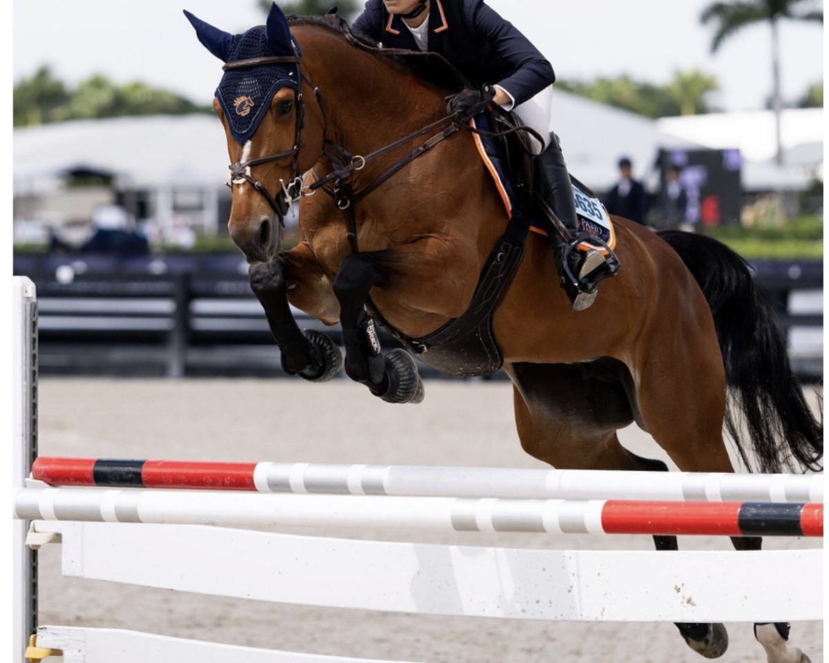 Springpferd Tirelire T&Z (Zangersheide Reitpferd, 2015, von Toulon)