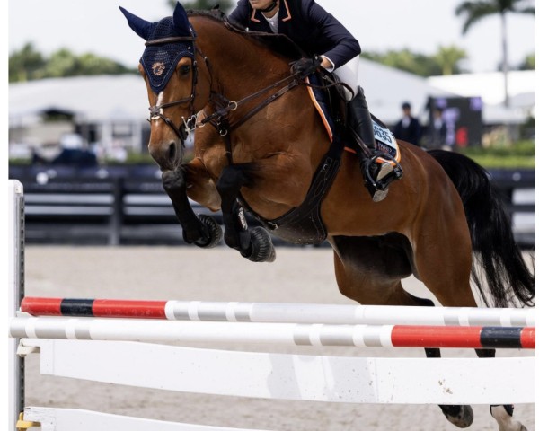 Springpferd Tirelire T&Z (Zangersheide Reitpferd, 2015, von Toulon)