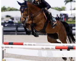 jumper Tirelire T&Z (Zangersheide riding horse, 2015, from Toulon)