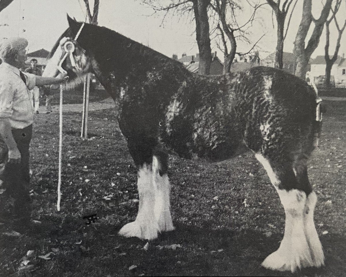 Zuchtstute Barnyards Flower of Scotland (Clydesdale, 1981, von Millisle Print)