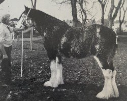 broodmare Barnyards Flower of Scotland (Clydesdale, 1981, from Millisle Print)