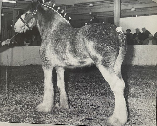 Deckhengst Westgate Enhancer (Clydesdale, 1988, von Benedictine Diplomat)