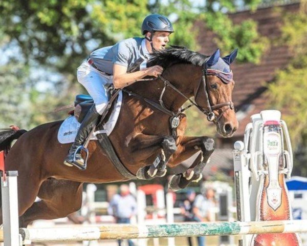 broodmare Viva Lavista (Oldenburg, 2011, from Van Helsing)