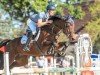 broodmare Viva Lavista (Oldenburg, 2011, from Van Helsing)