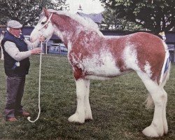 broodmare Hollybank Lorna Doon (Clydesdale, 1994, from Millisle Perfection)