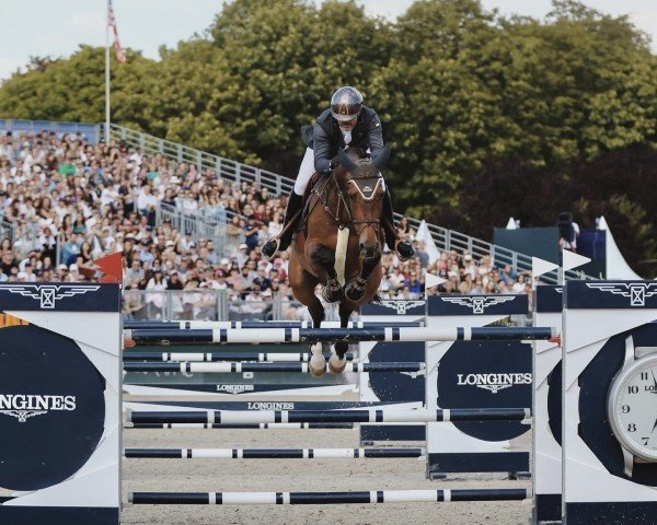 jumper Independent (Swedish Warmblood, 2011, from Diamant de Revel)