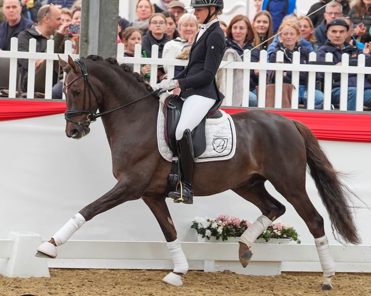 stallion Damenstolz A (German Riding Pony, 2020, from D-Gold AT NRW)