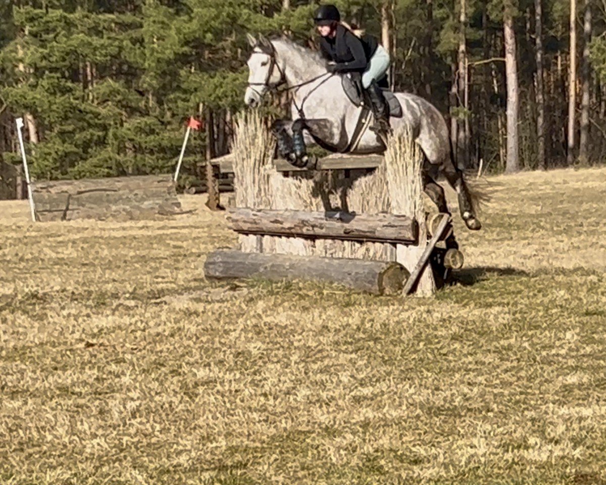 jumper Rondeña JLSL (Pura Raza Espanola (PRE), 2018, from Lectivo III)