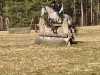 Springpferd Rondeña JLSL (Pura Raza Espanola (PRE), 2018, von Lectivo III)