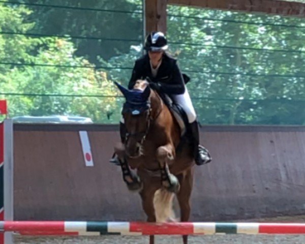 Dressurpferd De Goede Ree's Jocie (Nederlands Welsh Ridepony, 2012, von Bolheim's Simon)