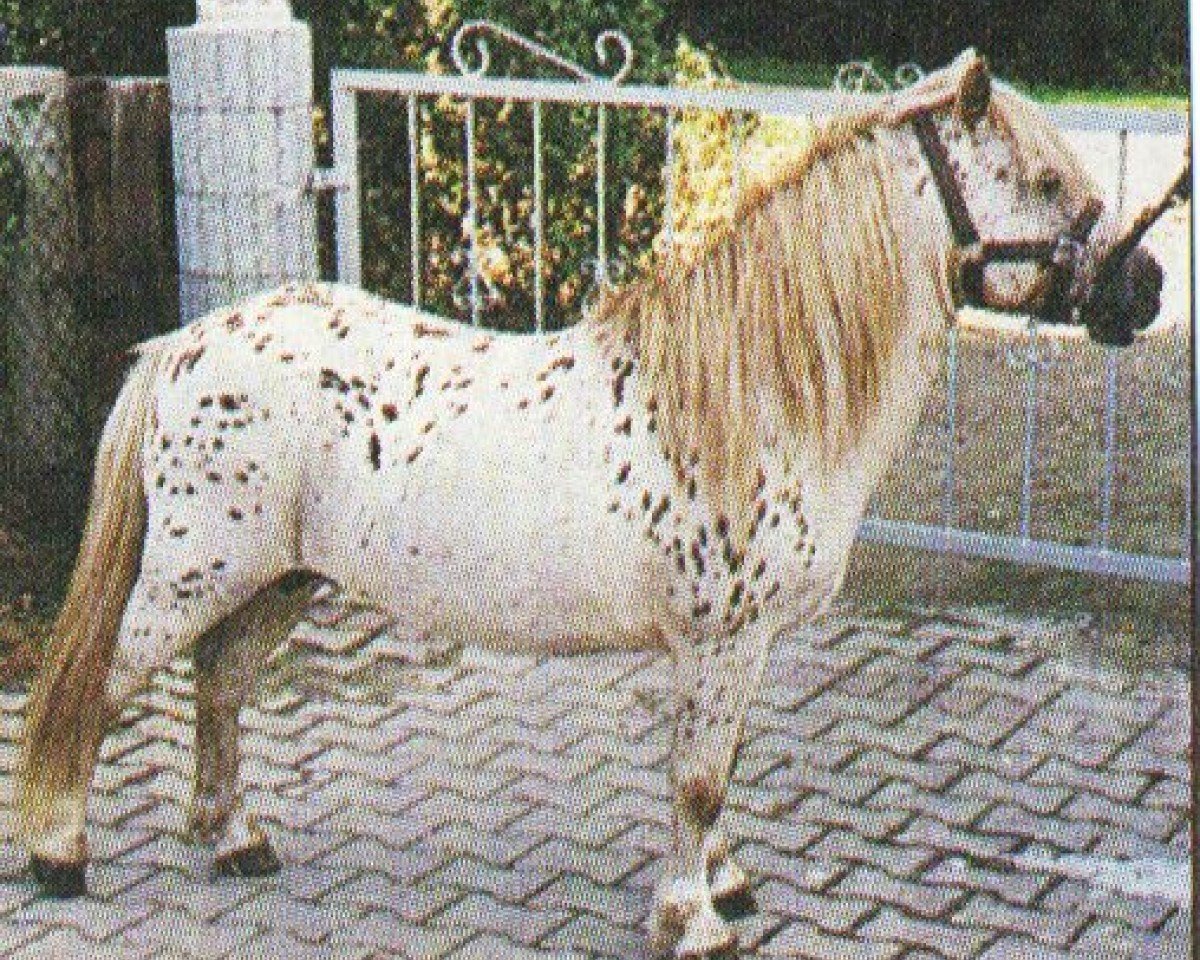 stallion Broomells Salvo (British Spotted Pony, 1989, from Wantsley White Surrey)