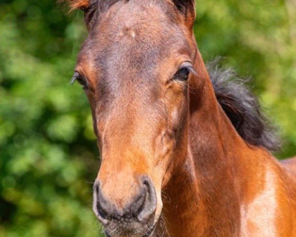 jumper Van Gogh's kleines Gretchen (Austrian Warmblood, 2023, from van Gogh)