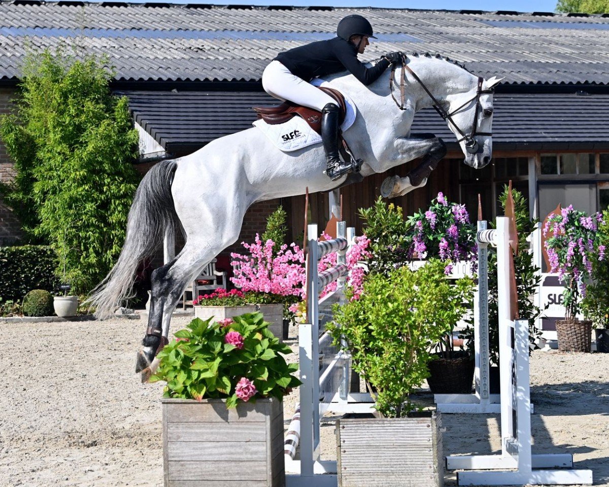 stallion Heart Touch (KWPN (Royal Dutch Sporthorse), 2012, from Untouched)