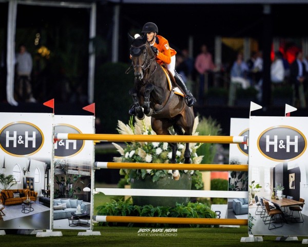 stallion Funky Fred Marienshof Z (Zangersheide riding horse, 2014, from Fantomas de Muze)