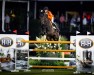stallion Funky Fred Marienshof Z (Zangersheide riding horse, 2014, from Fantomas de Muze)