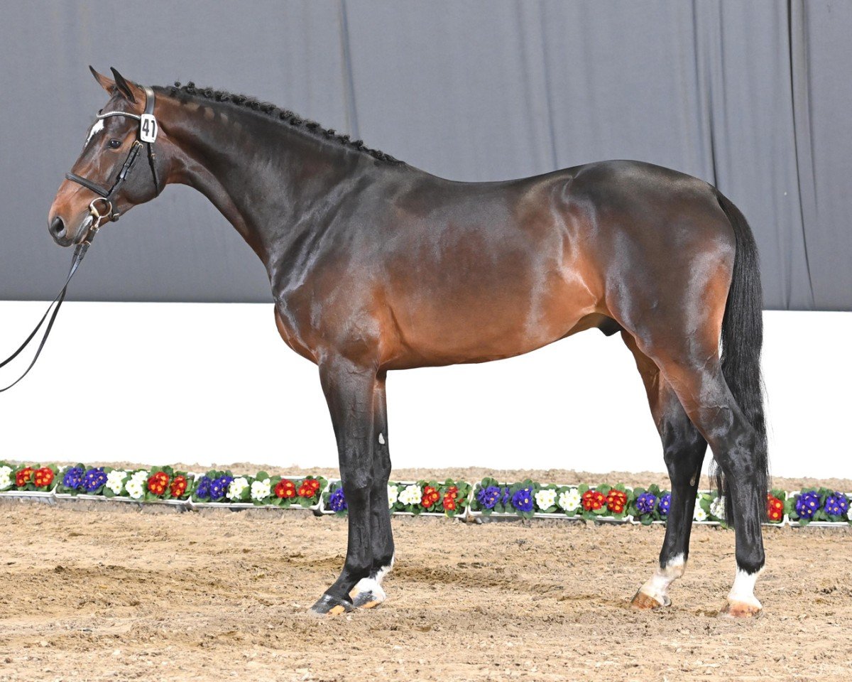 Deckhengst Diacont (Holsteiner, 2020, von Diamant de Semilly)
