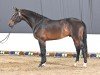 stallion Diacont (Holsteiner, 2020, from Diamant de Semilly)