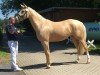 jumper Wilma Se (Mecklenburg, 2016, from Weissgold GF)