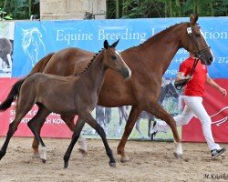 jumper Lamera SL (Oldenburg show jumper, 2024, from Li-Quite)